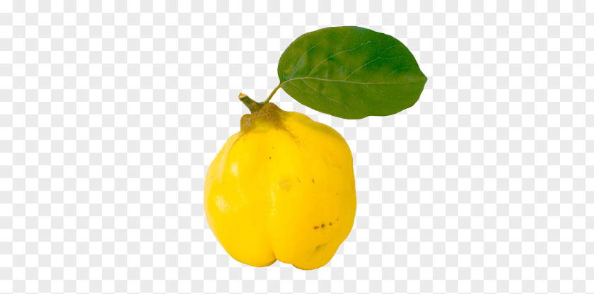 Juice Quince Fruit Auglis Vegetable PNG