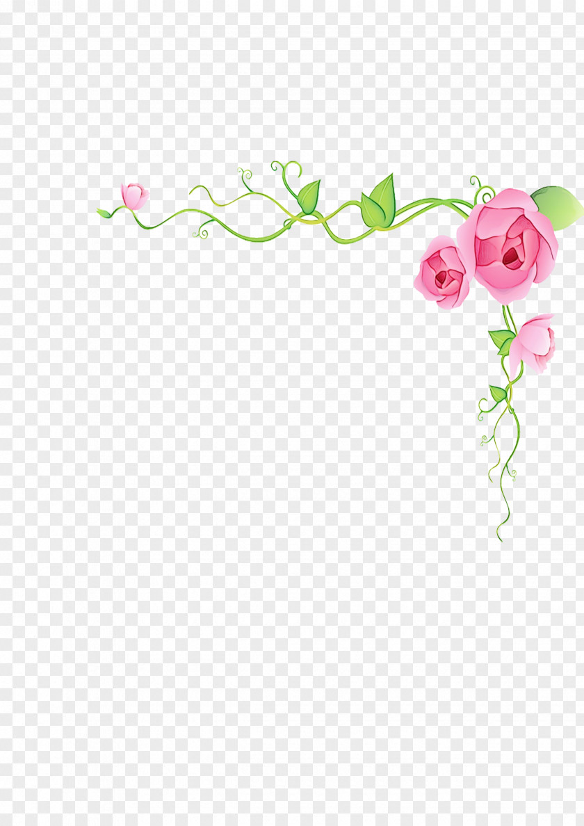 Moth Orchid Plant Stem Rose PNG