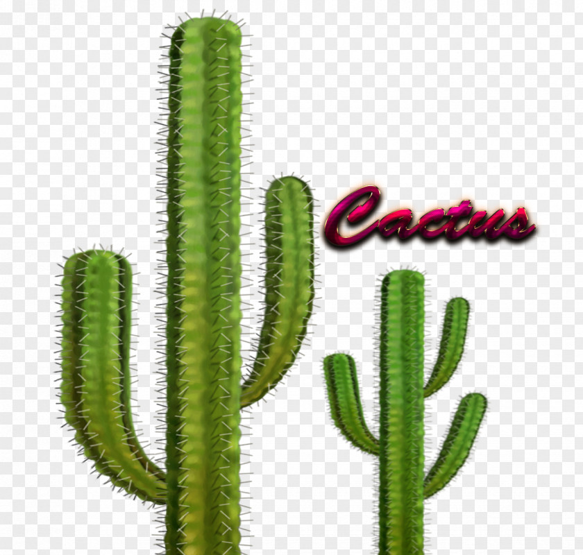 Plant Cactaceae Barrel Cactus Ferocactus Glaucescens Echinocactus Grusonii PNG
