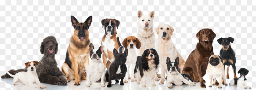 Puppy Shih Tzu Purebred Dog Daycare Kennel PNG