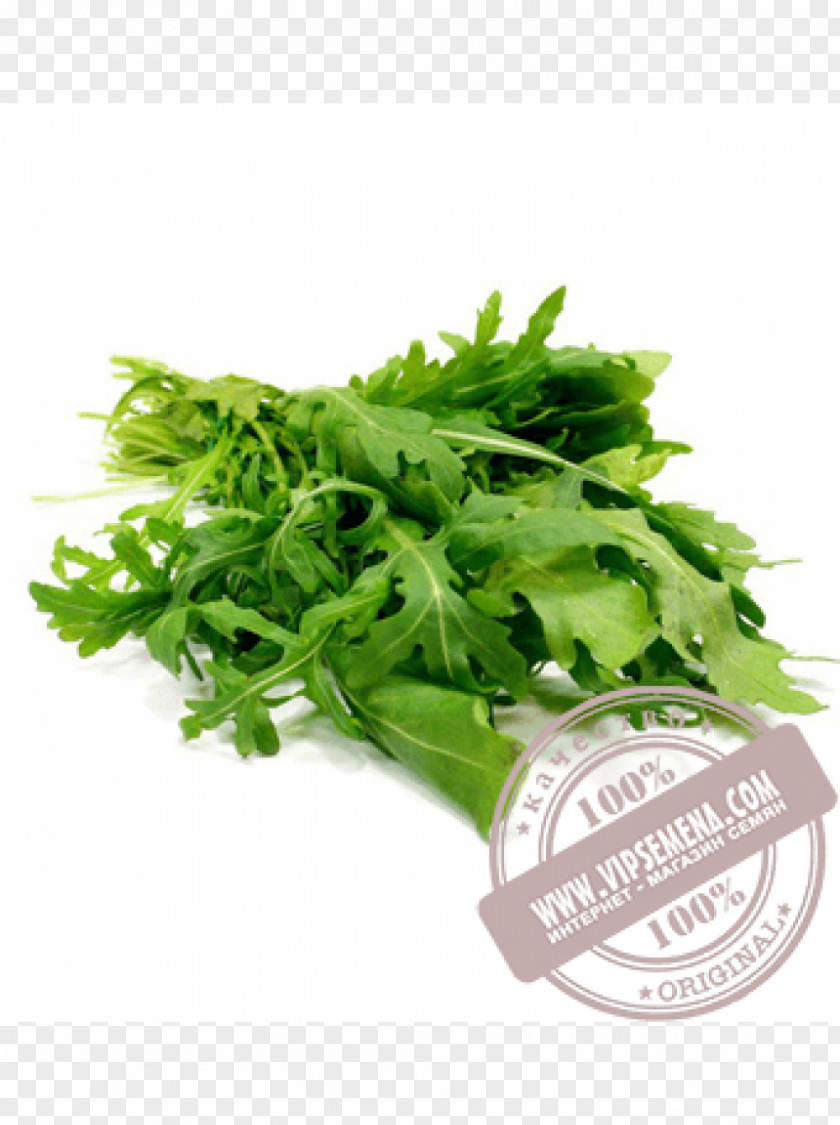 салат Arugula Salad Coriander Vegetable Herb PNG