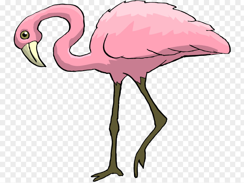 Flamingo Illustration Drawing Clip Art PNG