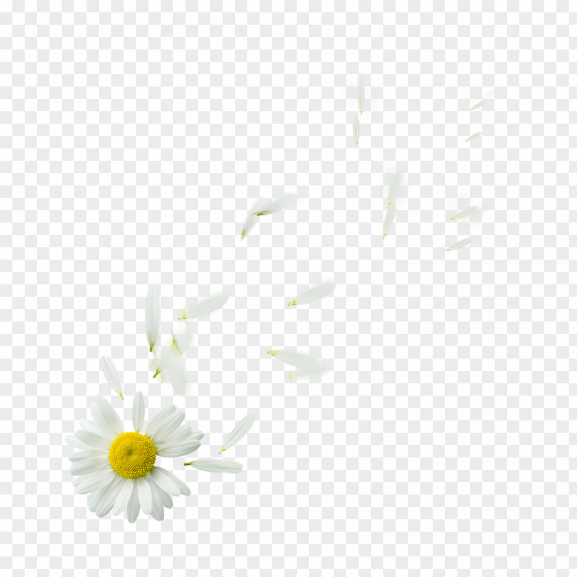 Floating Common Daisy Oxeye Petal Flower Plant PNG