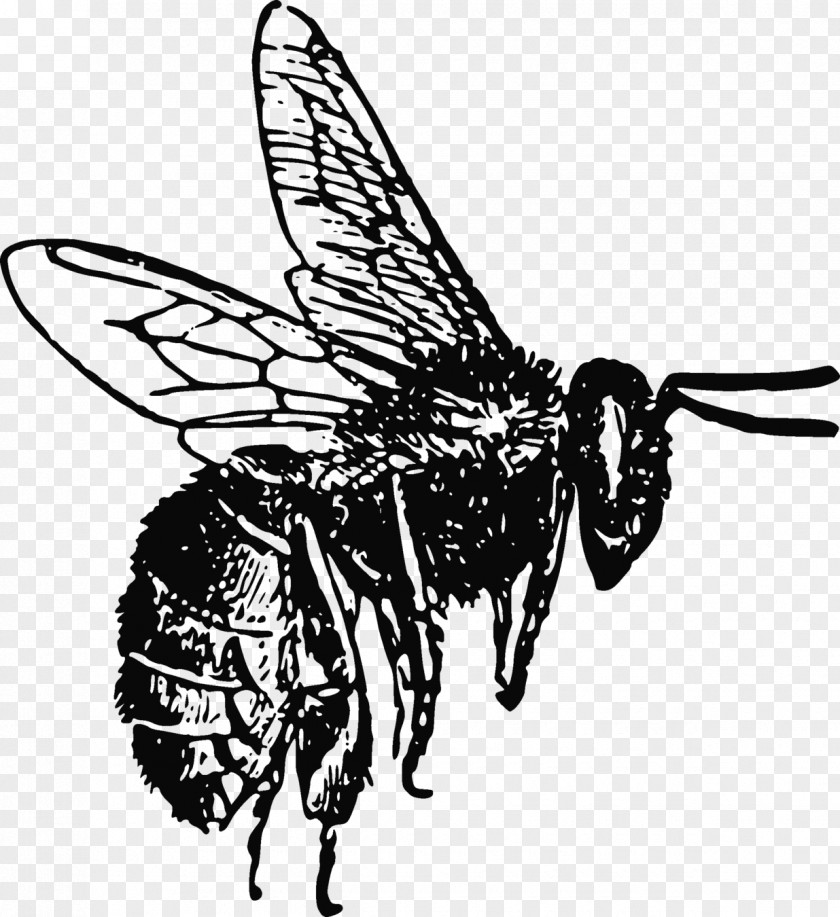 Flying Insects Honey Bee Lip Balm Pollen PNG