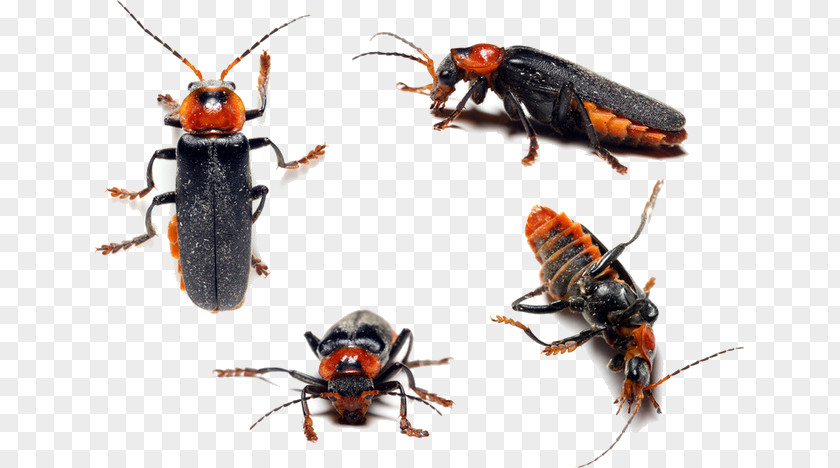 Cockroach Beetle Weevil Membrane Insect PNG