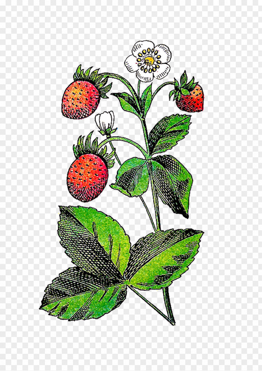 Flower Berries Cliparts Strawberry Fruit Plant Clip Art PNG