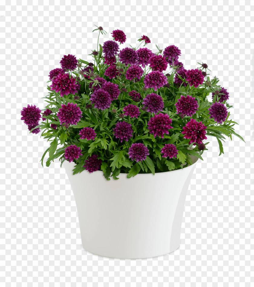 Flower Cut Flowers Seed Flowerpot Artificial PNG