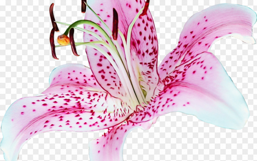 Hippeastrum Crinum Lily Flower Cartoon PNG