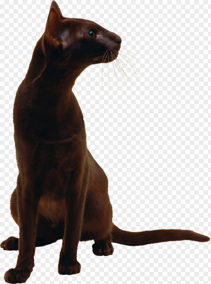 Meng Cat Black Burmese Havana Brown Oriental Shorthair Bombay PNG