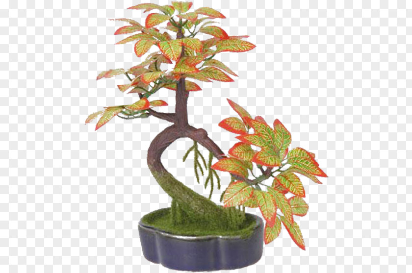 Tree Bonsai Flowerpot Ornamental Plant Penjing PNG