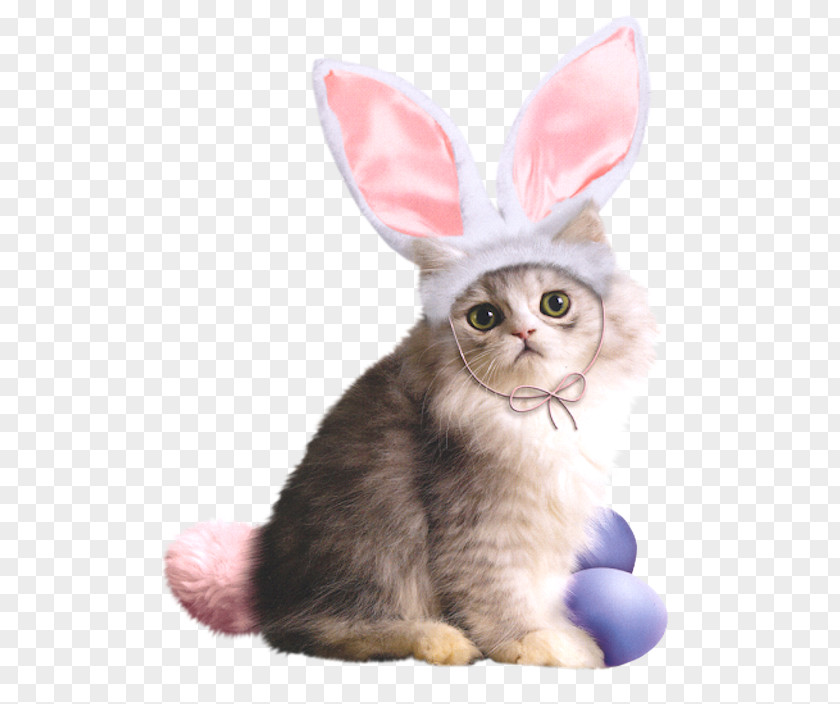 Bunny Cat Easter Rabbit Postcard The Bunnies PNG