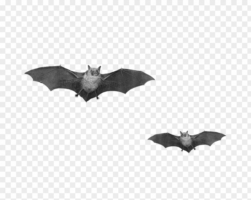 Halloween Bat Flight Clip Art PNG