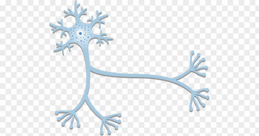 Neuron Nervous System Axon Nerve Cell PNG