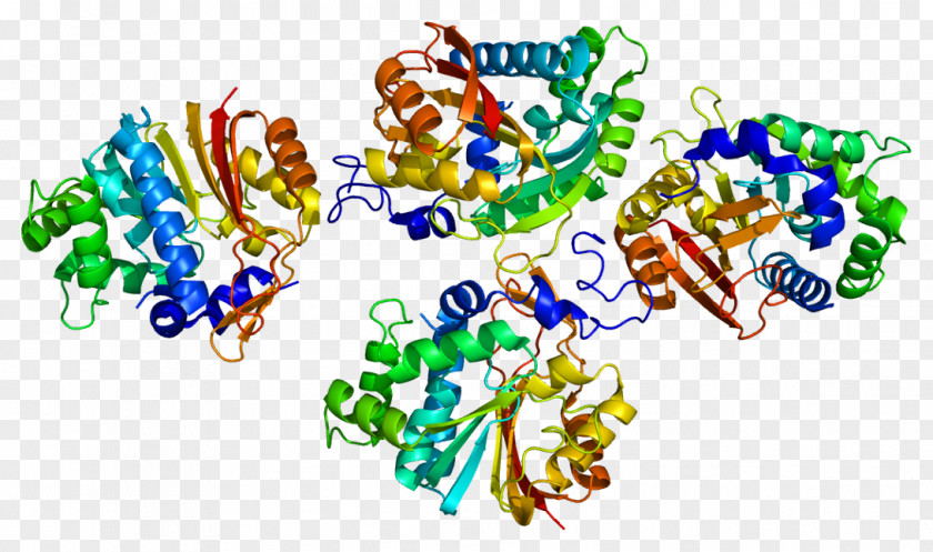Nicotinamide N-methyltransferase S-Adenosyl Methionine Enzyme Protein PNG