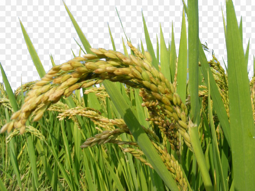 Rice Oryza Sativa PNG