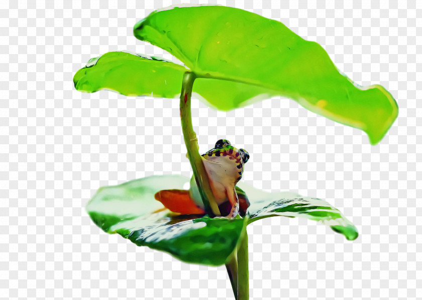 Tree Frog Frogs Leaf Insect Plant Stem PNG