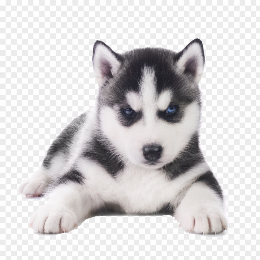 Adorable Husky Siberian French Bulldog Pug Puppy PNG