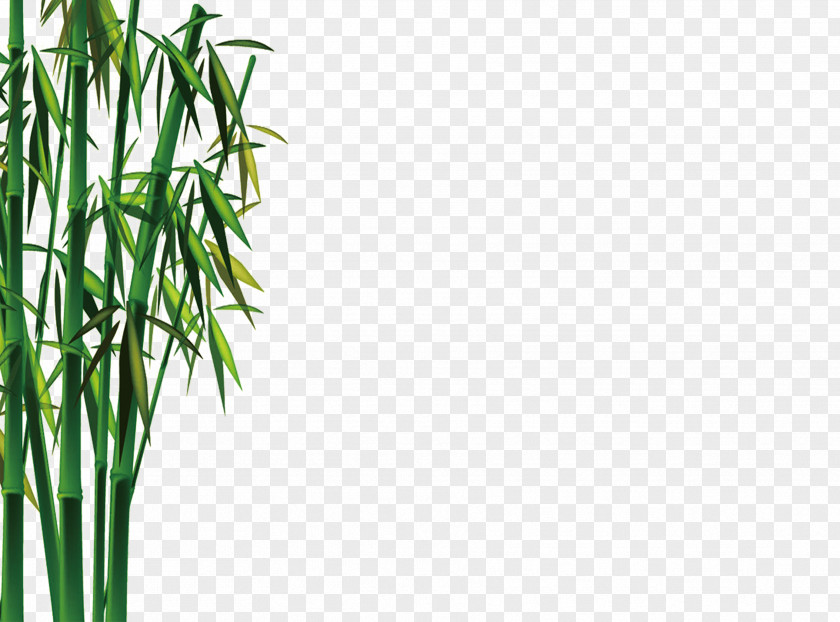 Bamboo Bamboe Gratis Euclidean Vector PNG