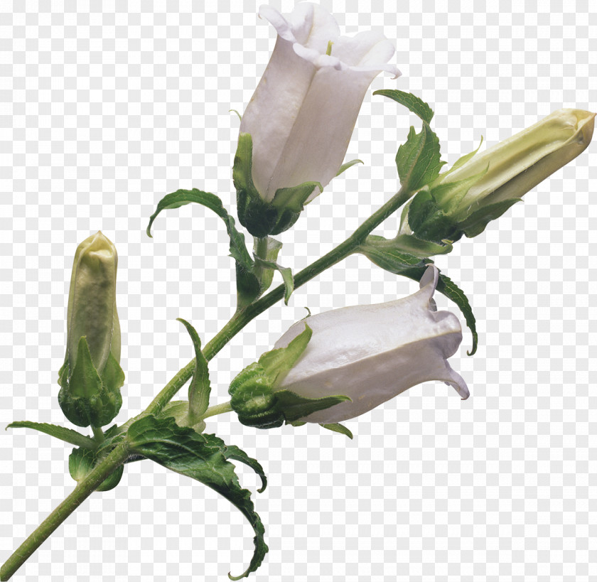 Bell Flower Bouquet Plant Cut Flowers Bellflowers PNG