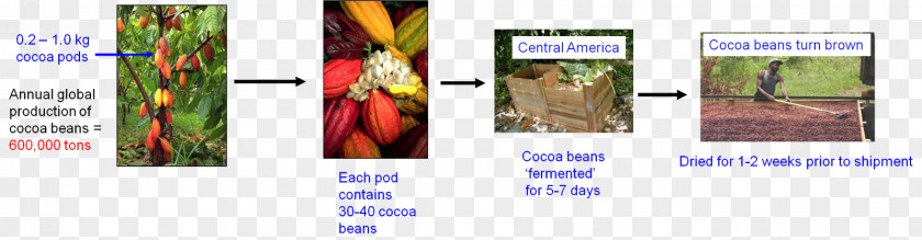 Cacao Theobroma Chemistry Chocolate Web Page Graphic Design Chemical Substance PNG