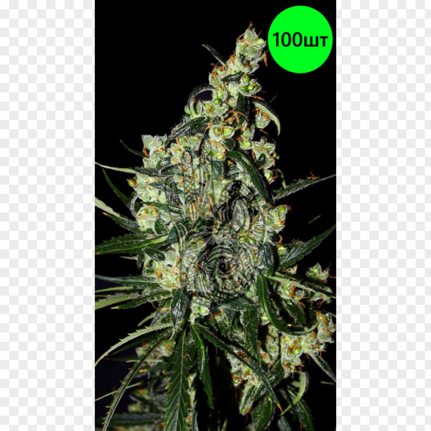Cannabis Sativa New Moon Seed PNG