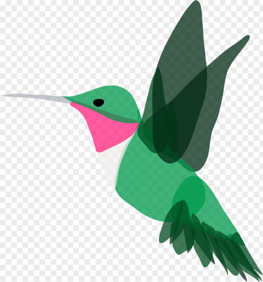 Hummingbird Art Beak M Leaf Clip PNG