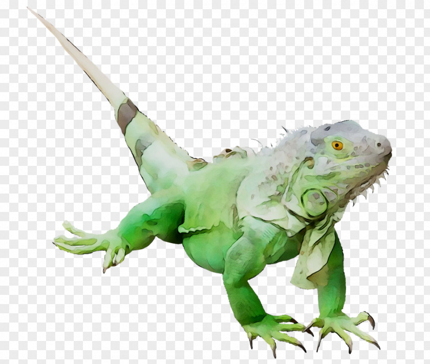 Terrestrial Animal Iguanas Green Iguana Fauna PNG