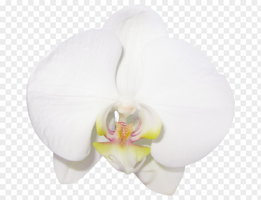 Vanilla Moth Orchids Rainbow Six Siege Operation Blood Orchid Flat-leaved PNG