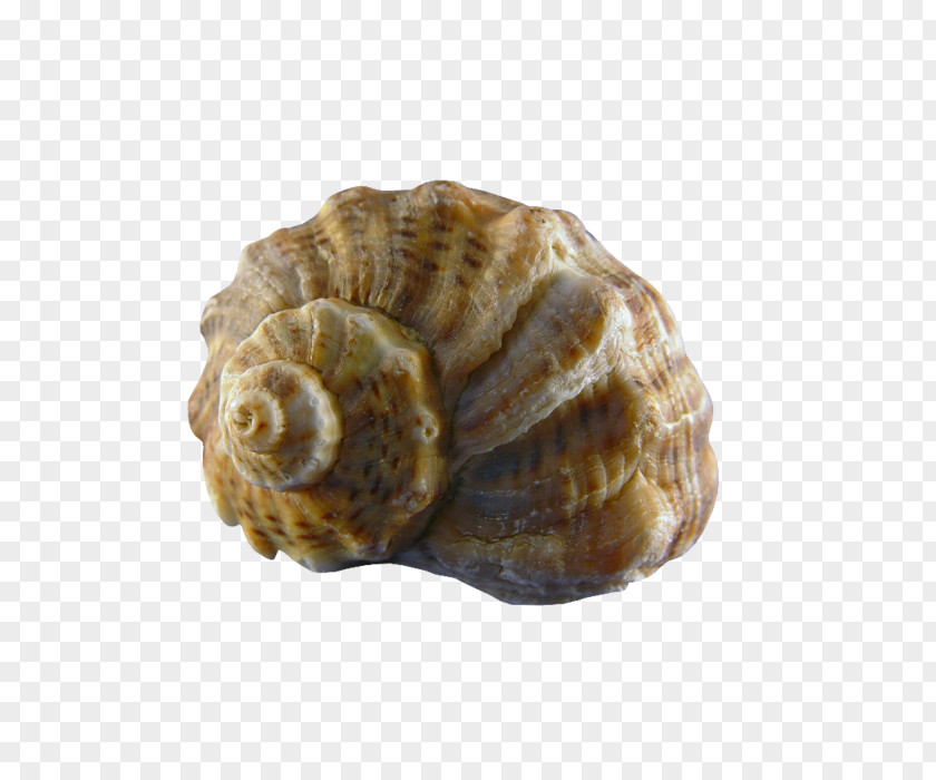 Conch Conchology Sea Snail Seashell PNG