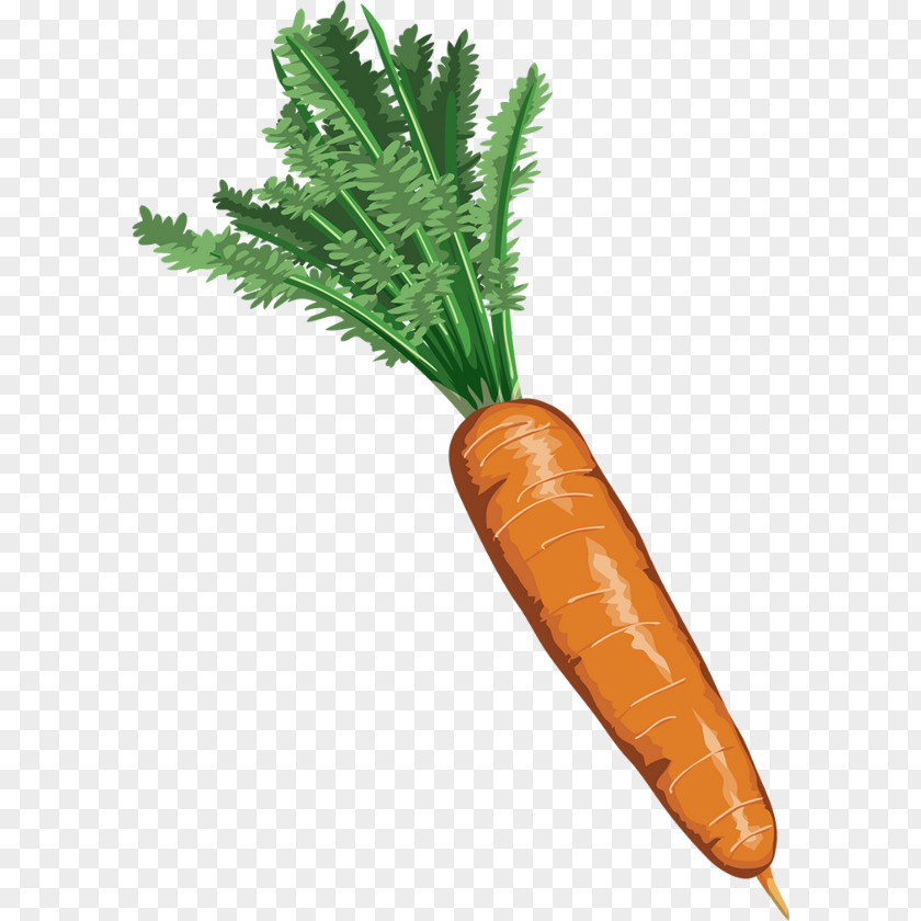 Drawing Carrot Vegetable PNG