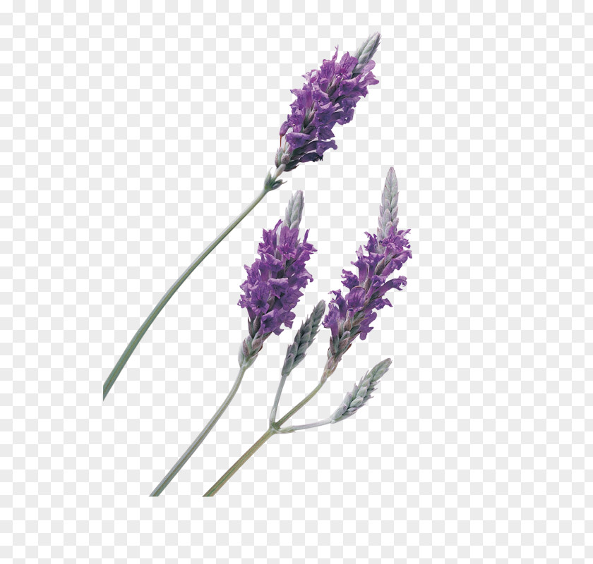 English Lavender Oil PNG
