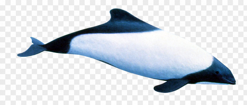 Flippers Rough-toothed Dolphin Porpoise Southern Right Whale Tucuxi PNG