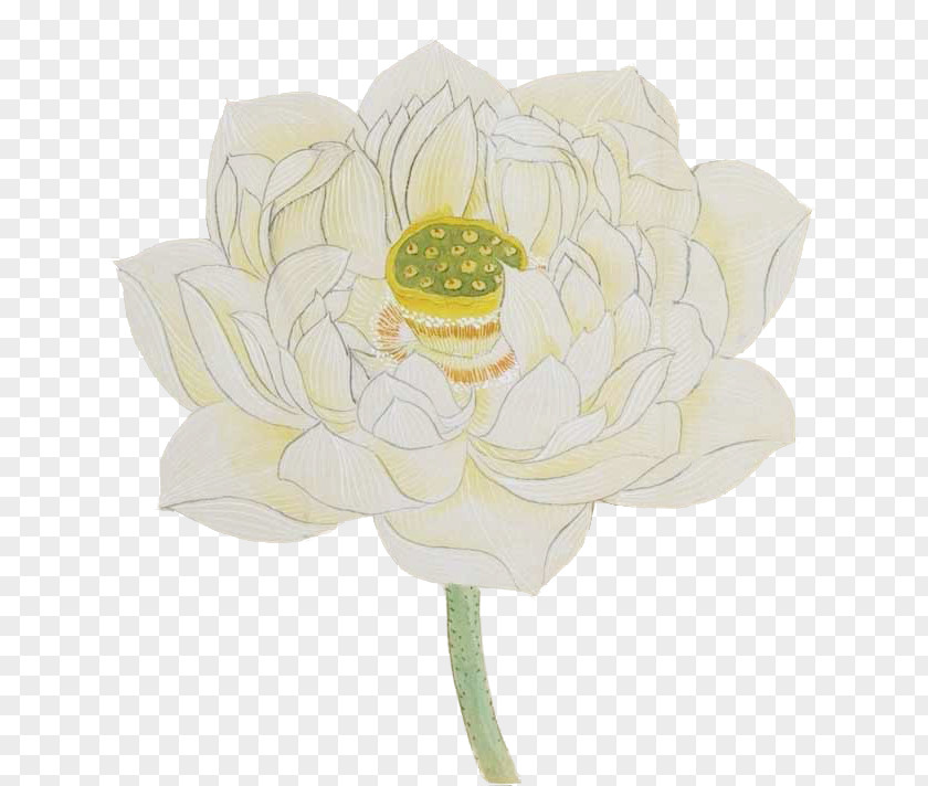 Lotus Rosaceae Floral Design Cut Flowers Flower Bouquet PNG