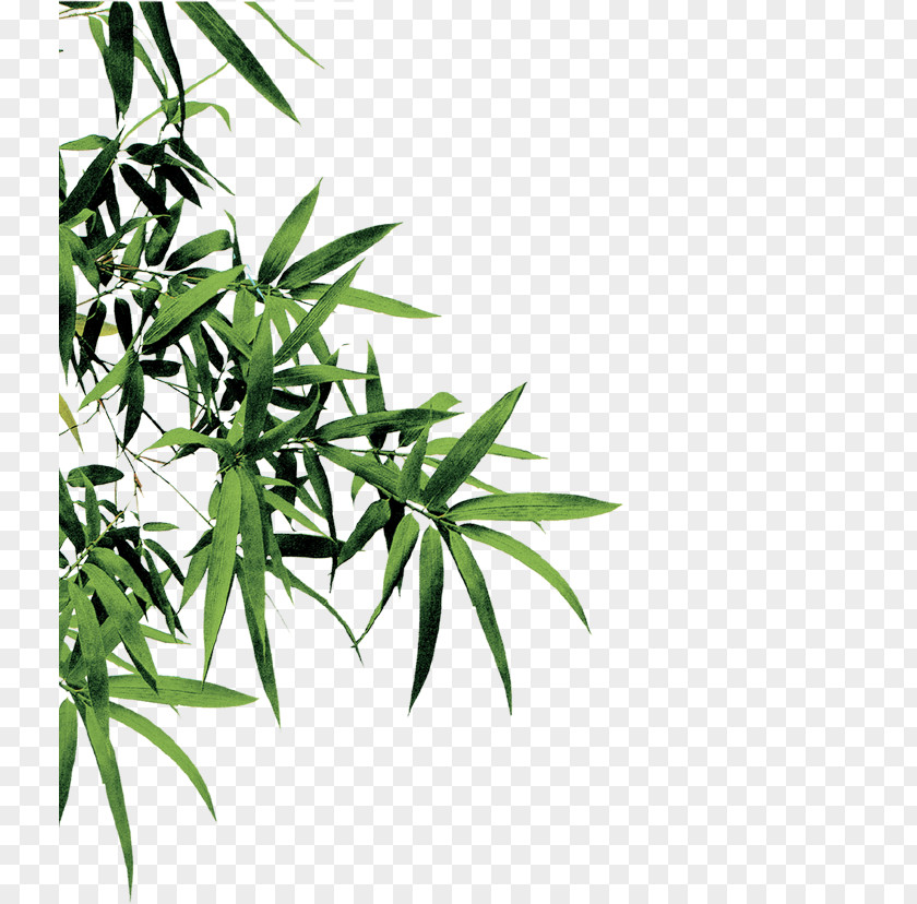 Bamboo Leaves Download PNG