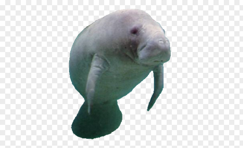 Canada Porpoise Prime Minister Of West Indian Manatee Amazonian PNG