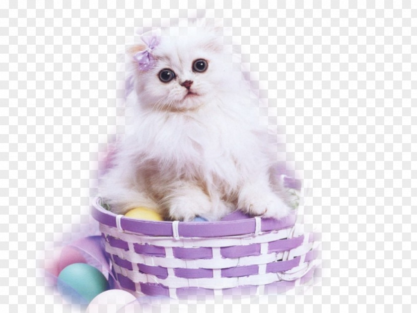 Cat Easter Kitten Bunny PNG