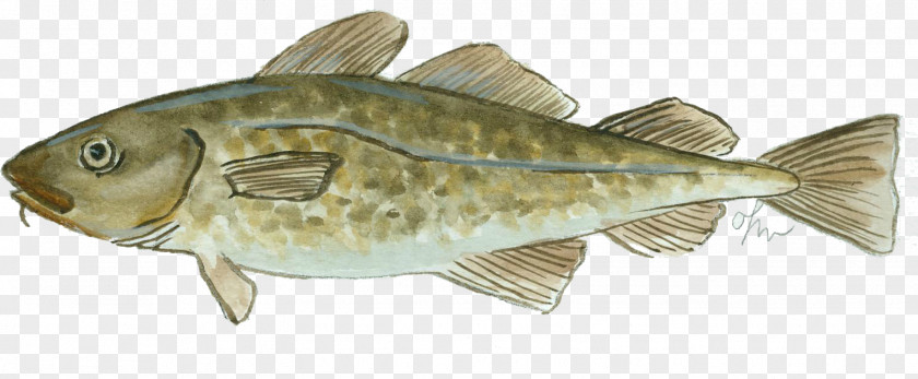 Fish Atlantic Cod Sashimi Products PNG