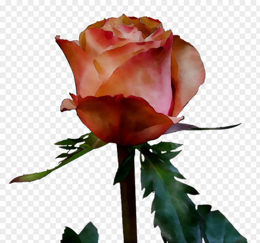 Garden Roses Cabbage Rose Floribunda Bud Cut Flowers PNG