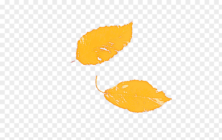 Plant Leaf Orange PNG
