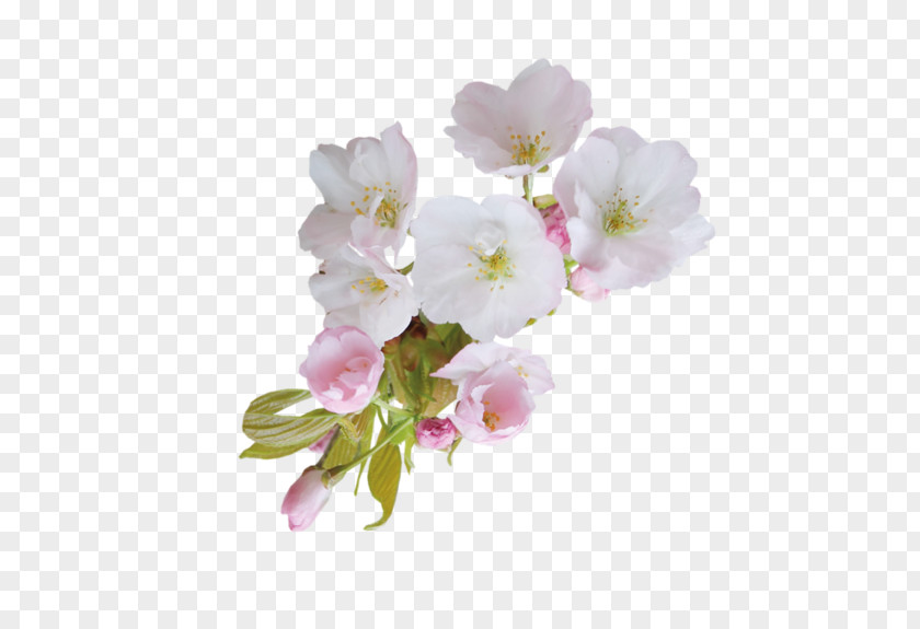 Shabby Chic Flower Blossom Clip Art PNG