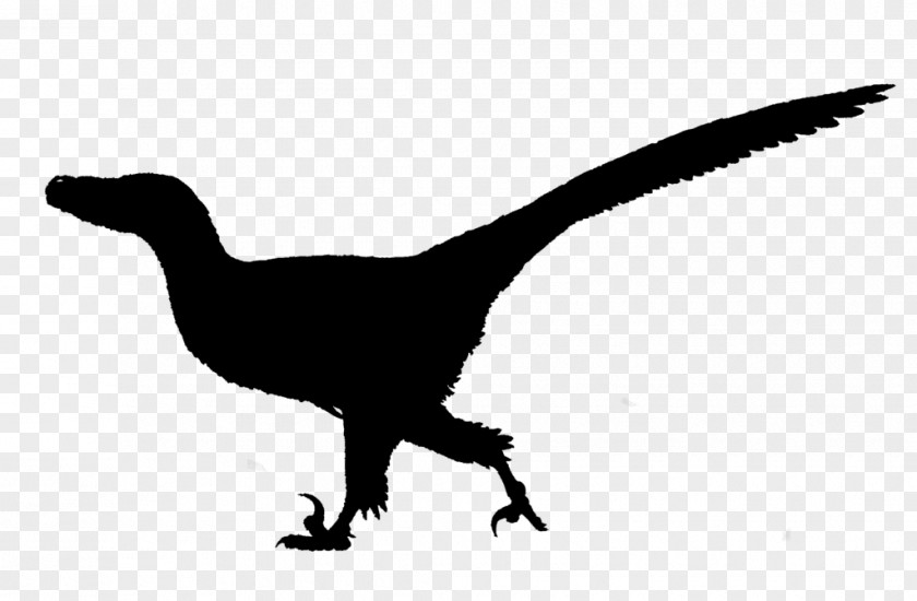 Tyrannosaurus Velociraptor Fauna Silhouette Beak PNG