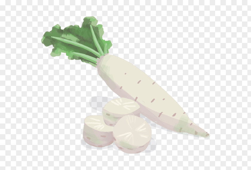 Vegetable Biocoop Tropaeolum Tuberosum Black Spanish Radish Daikon PNG