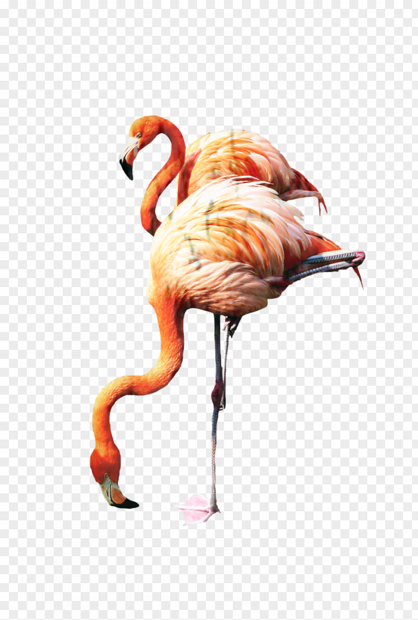 Albany Wallpapers Flamingos 823820 Wall Decal PNG
