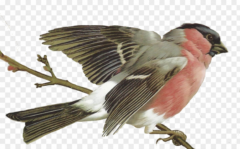 Bird Palawan Flowerpecker Painting Drawing Image PNG