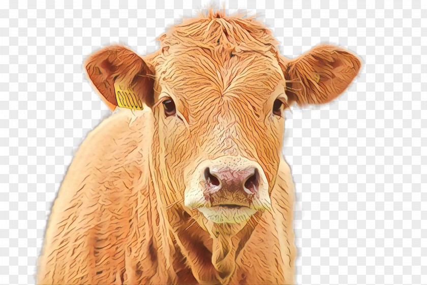 Fawn Ear Calf Bovine Nose Livestock Snout PNG