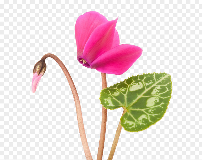 Flower Cyclamen Purpurascens Plants Leaf PNG