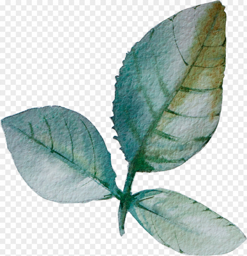 Leaves Leaf Paper PNG