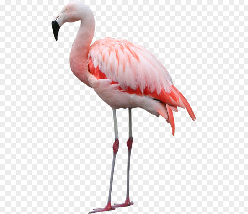 Bird Of Prey Greater Flamingo Clip Art PNG