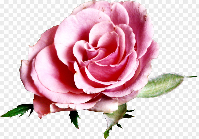 Flower Beach Rose Blog Garden Roses PNG