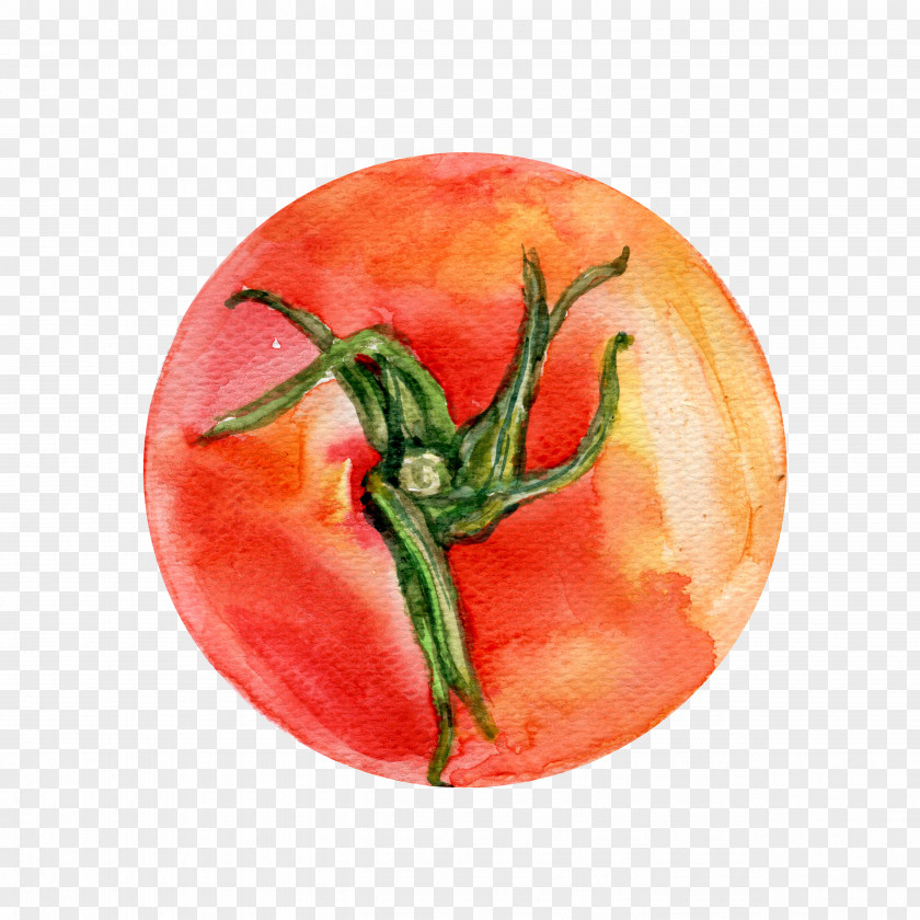 Hand-painted Red Tomatoes Bush Tomato Watercolor Painting Vegetable Illustration PNG